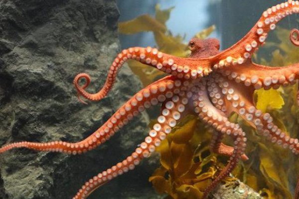 Kraken 14 at сайт